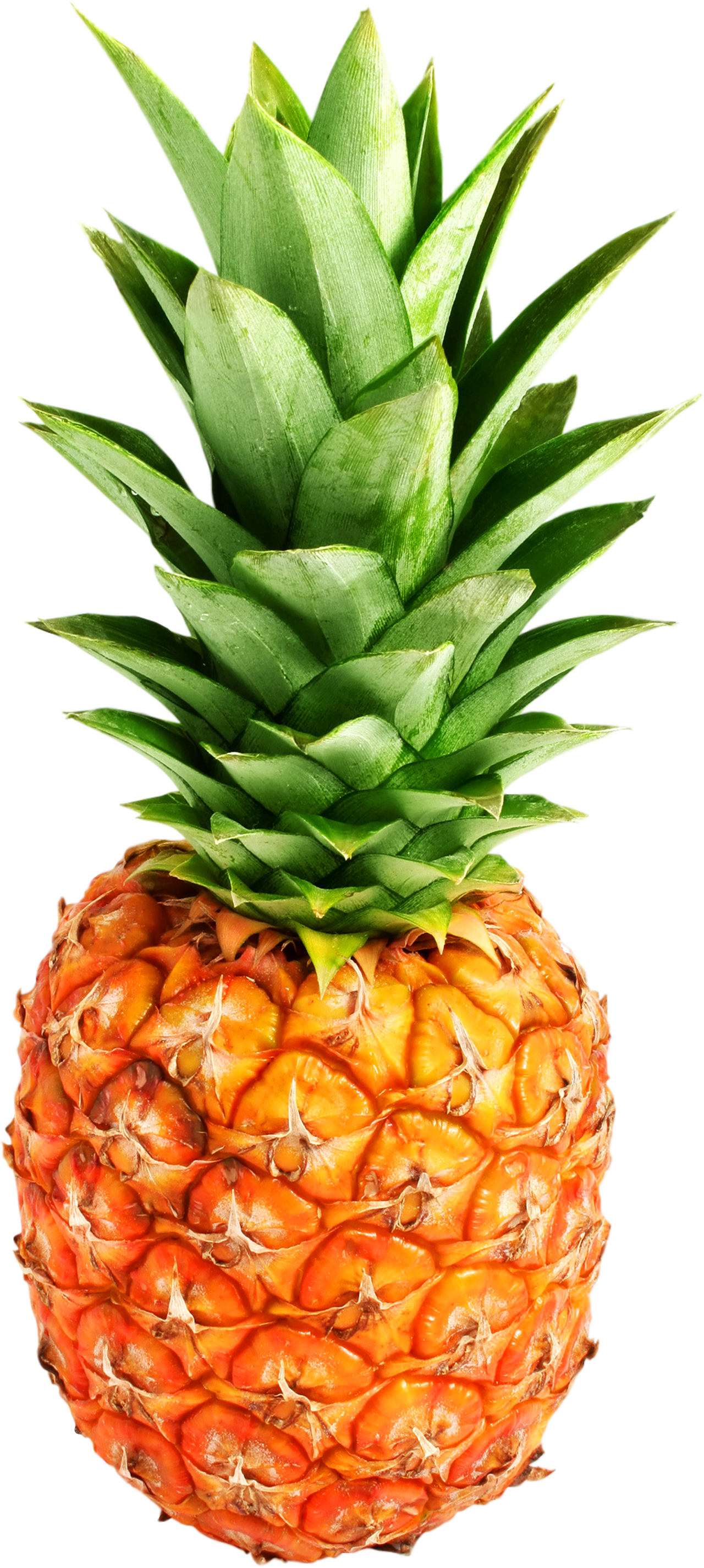 Peach Red Pineapple Papaya Tour PNG