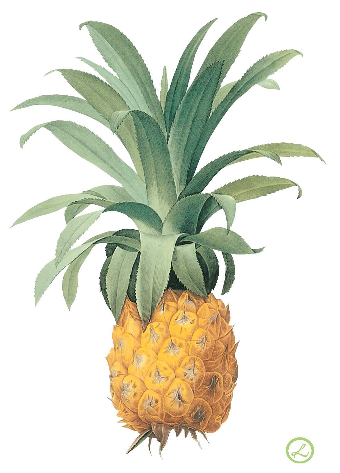 Pineapple Colorful Banana Pimento Apricot PNG