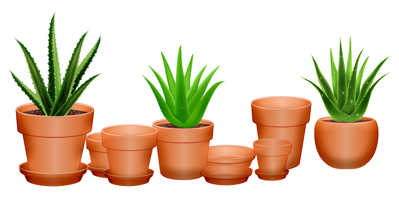 Vera Plant Aloe Cartoon Lettuce PNG