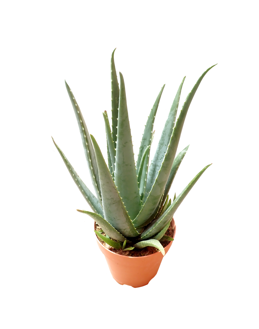 Power Aloe Plantation Potted Grass PNG