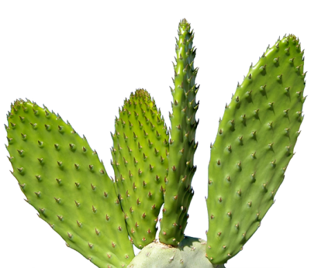 Action Cactus Sunset Plant Animal PNG