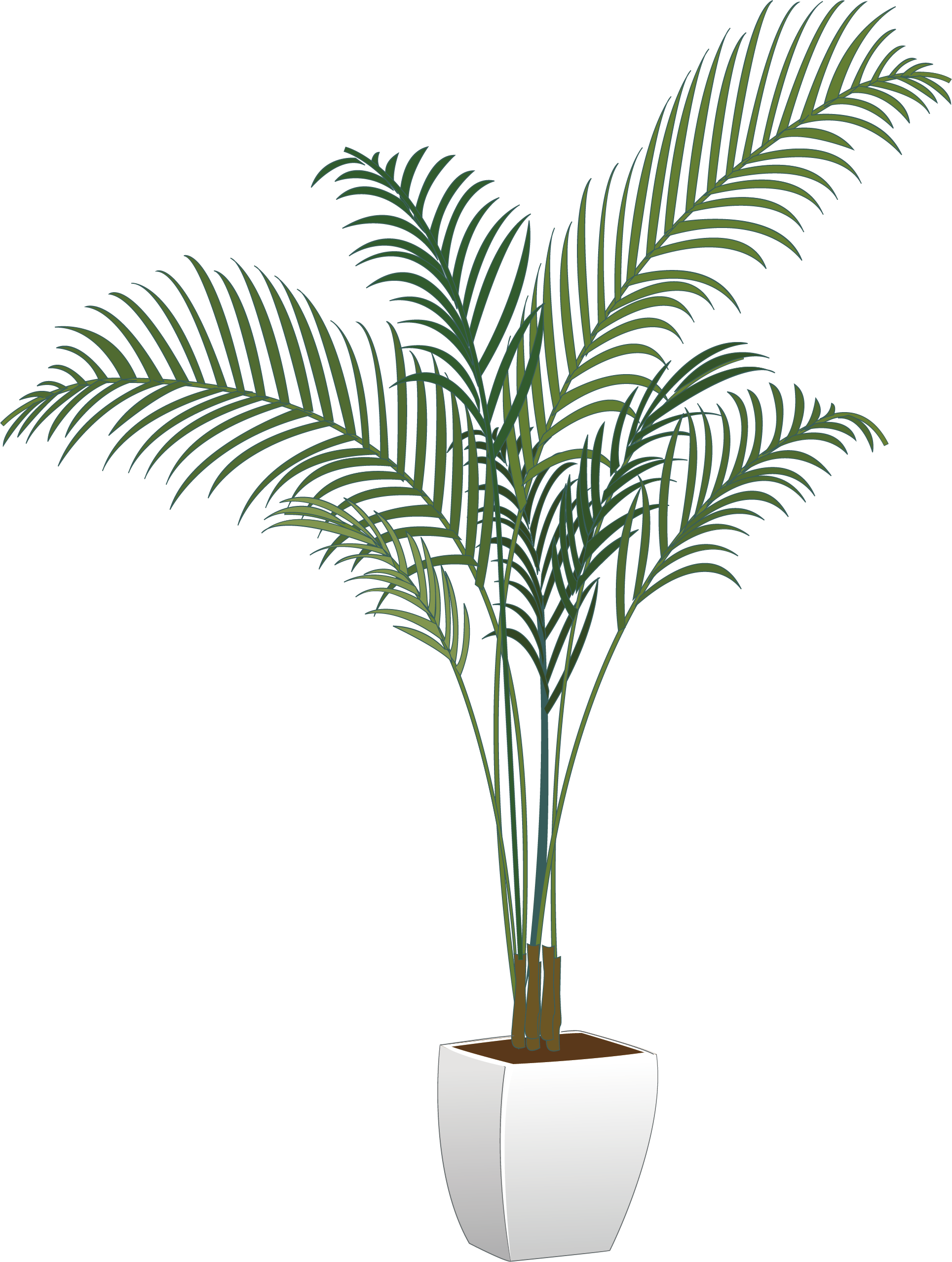 Crop Houseplant Green Leaf Bonsai PNG