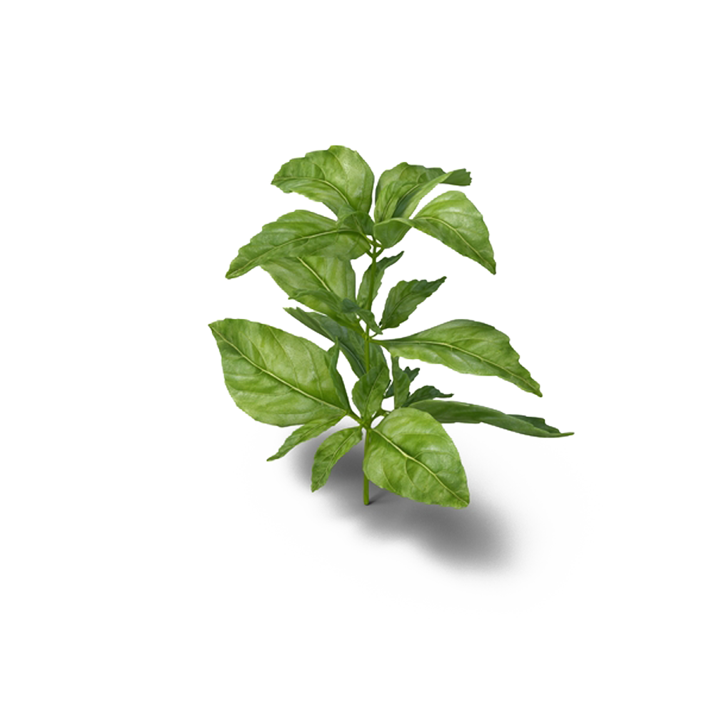 Parsley Plantation Tooling Medicinal Herb PNG
