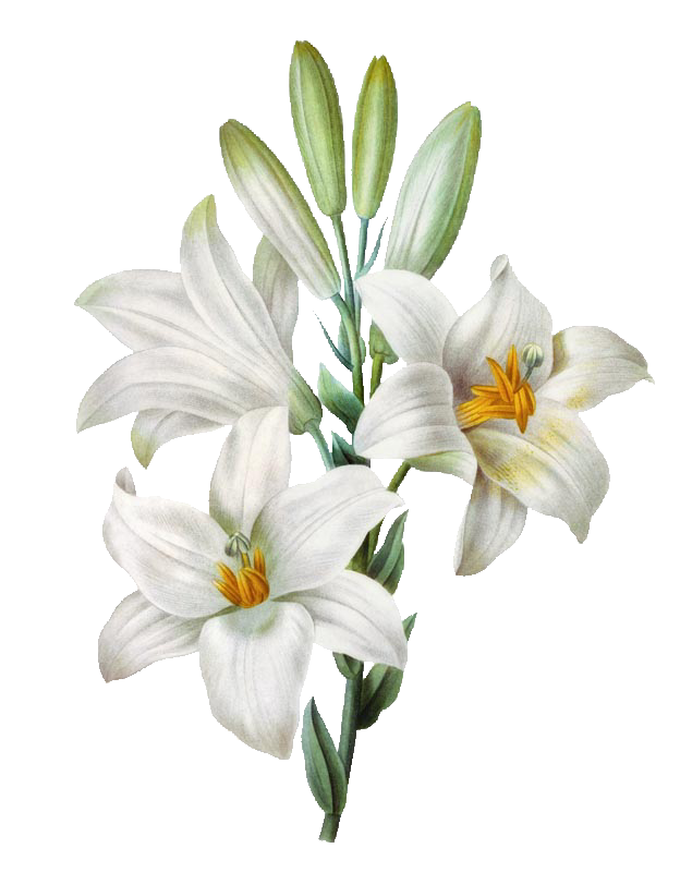 Plant Lily Lilies Easter Madonna PNG