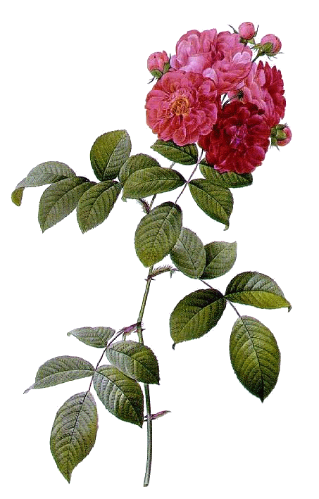 Multiflora Les Flower Rose Roses PNG