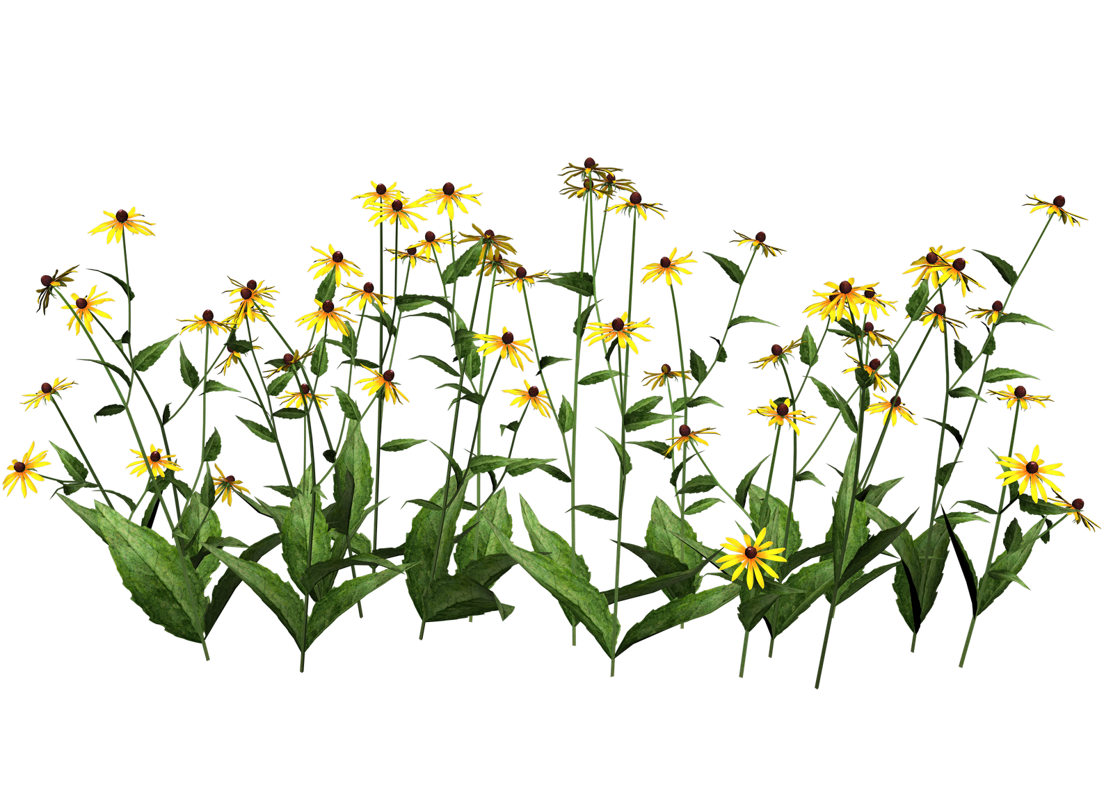 Pretty Weeds Plants Face Plantings PNG
