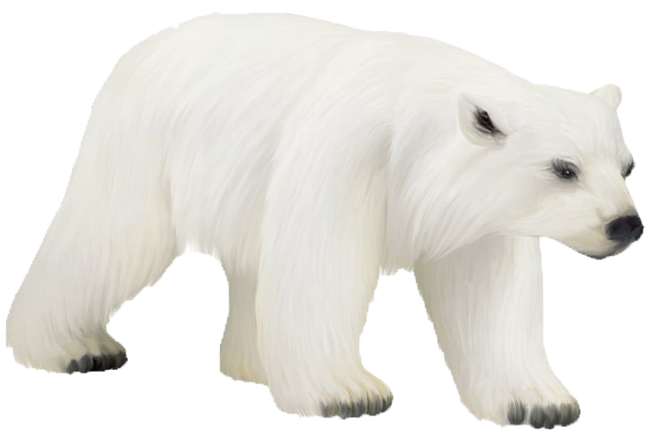Icecap Deliver Endure Polar Bears PNG