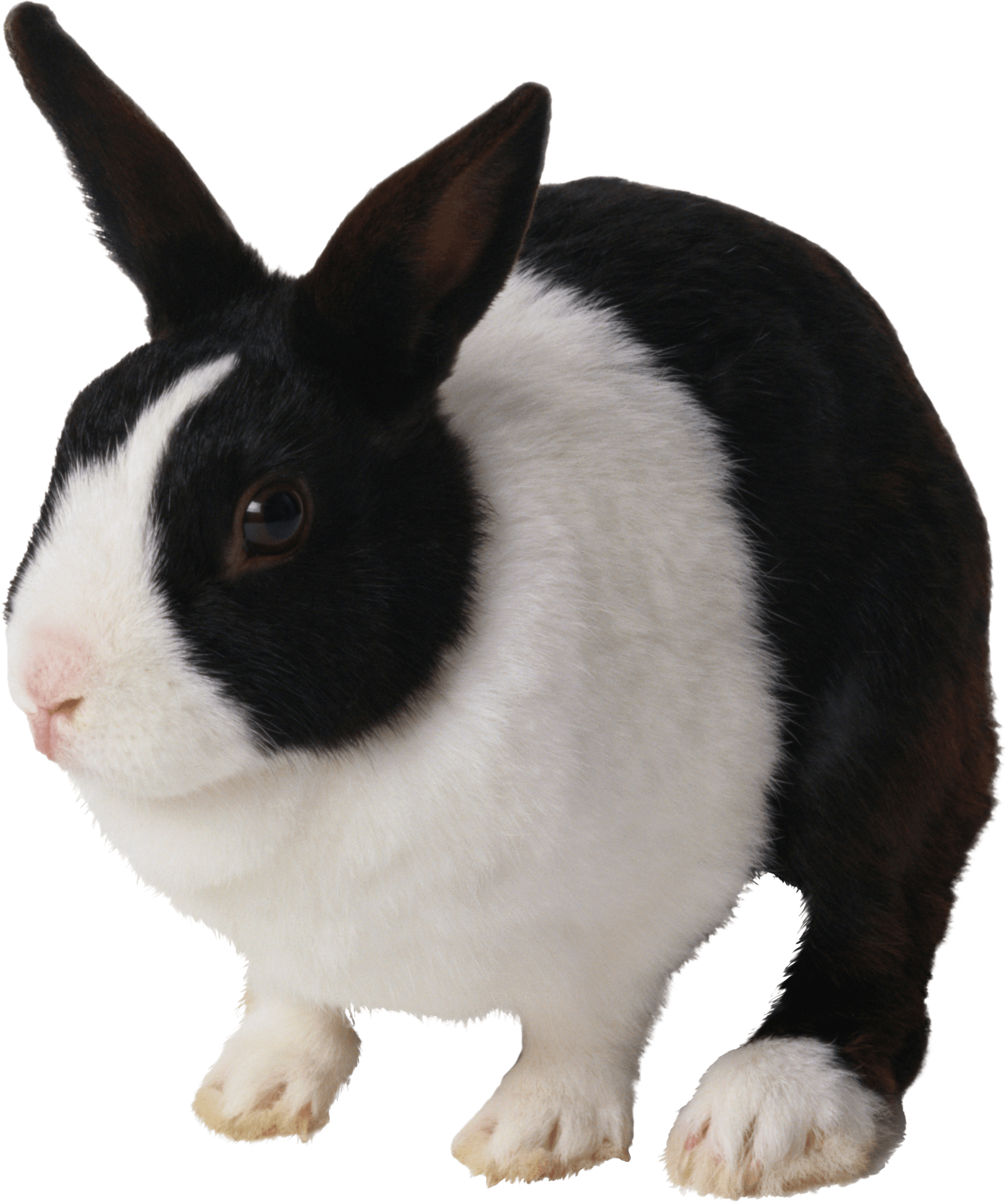 Kitty Animal Influenza Rabbit Cony PNG