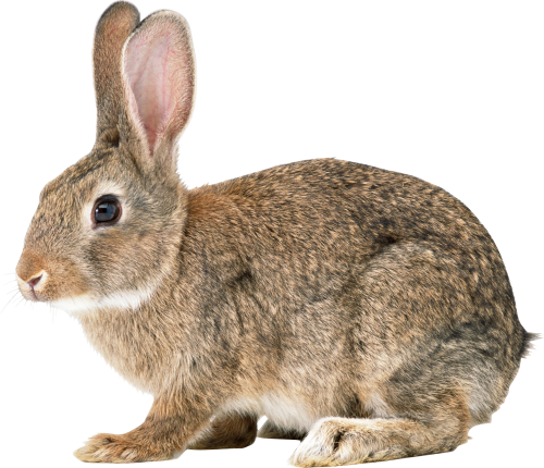 Soul Hare Biology Cats Rabbit PNG
