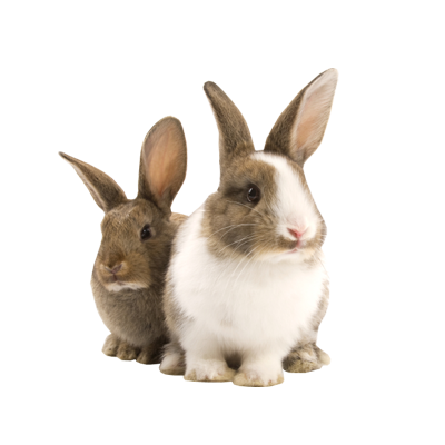 Lapin Hare Love Rabbit Bunny PNG
