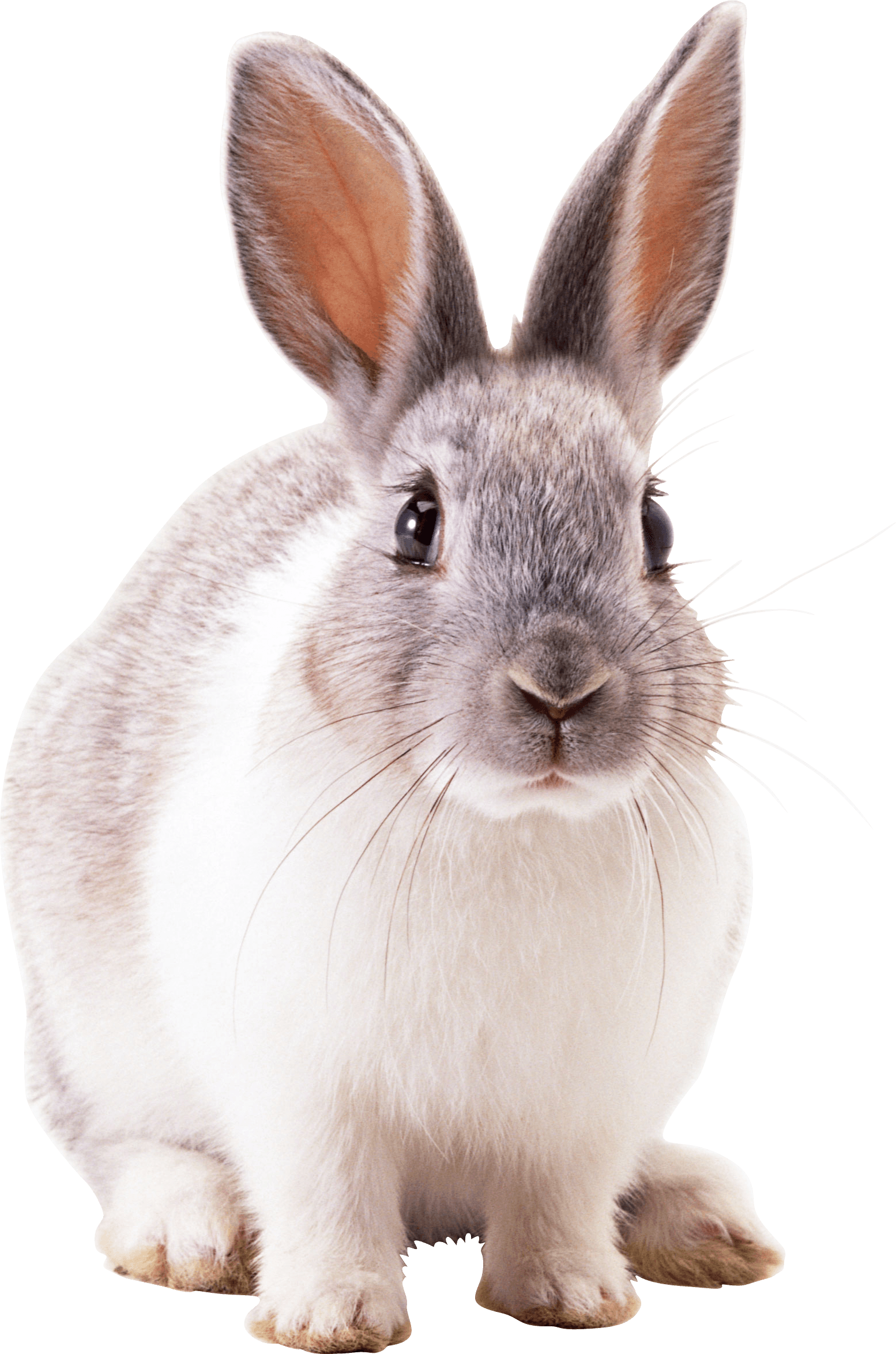 Hare Lapin Piglet Animal Rabbit PNG