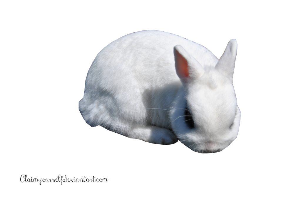 Dogs Monkey White Day Rabbit PNG
