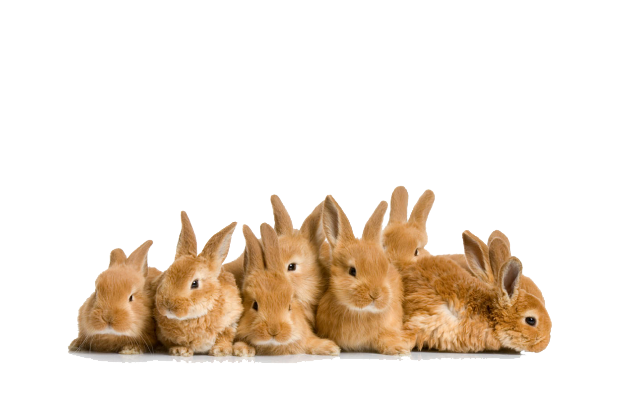 Rabbit Cony Cats Kittens Cat PNG