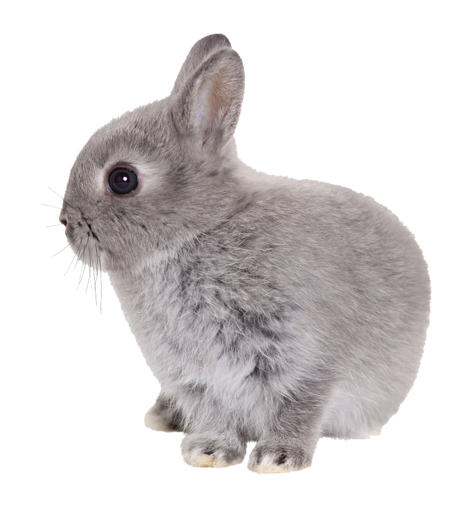 Cats Lapin Easter Dog Rabbit PNG
