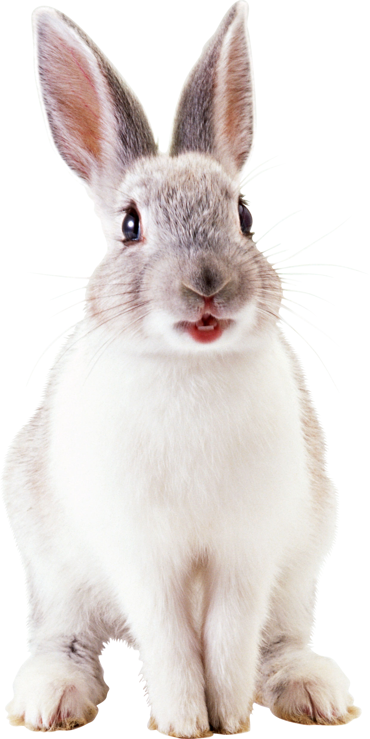White Cony File Zoo Ecology PNG