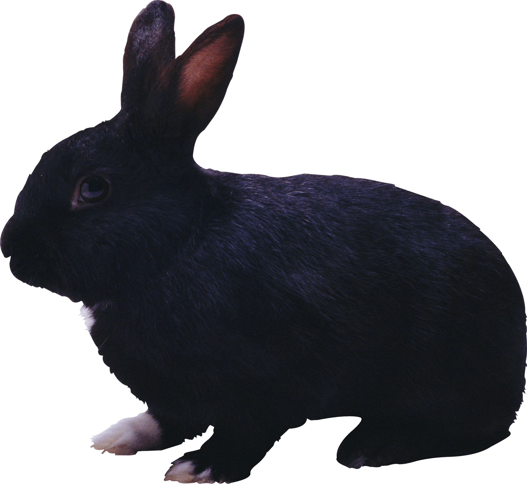 Lapin Cony Piglet Rabbit Black PNG