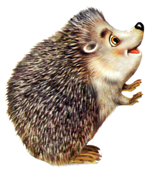 Cat Hedgehogs Pin Muskrat Organism PNG