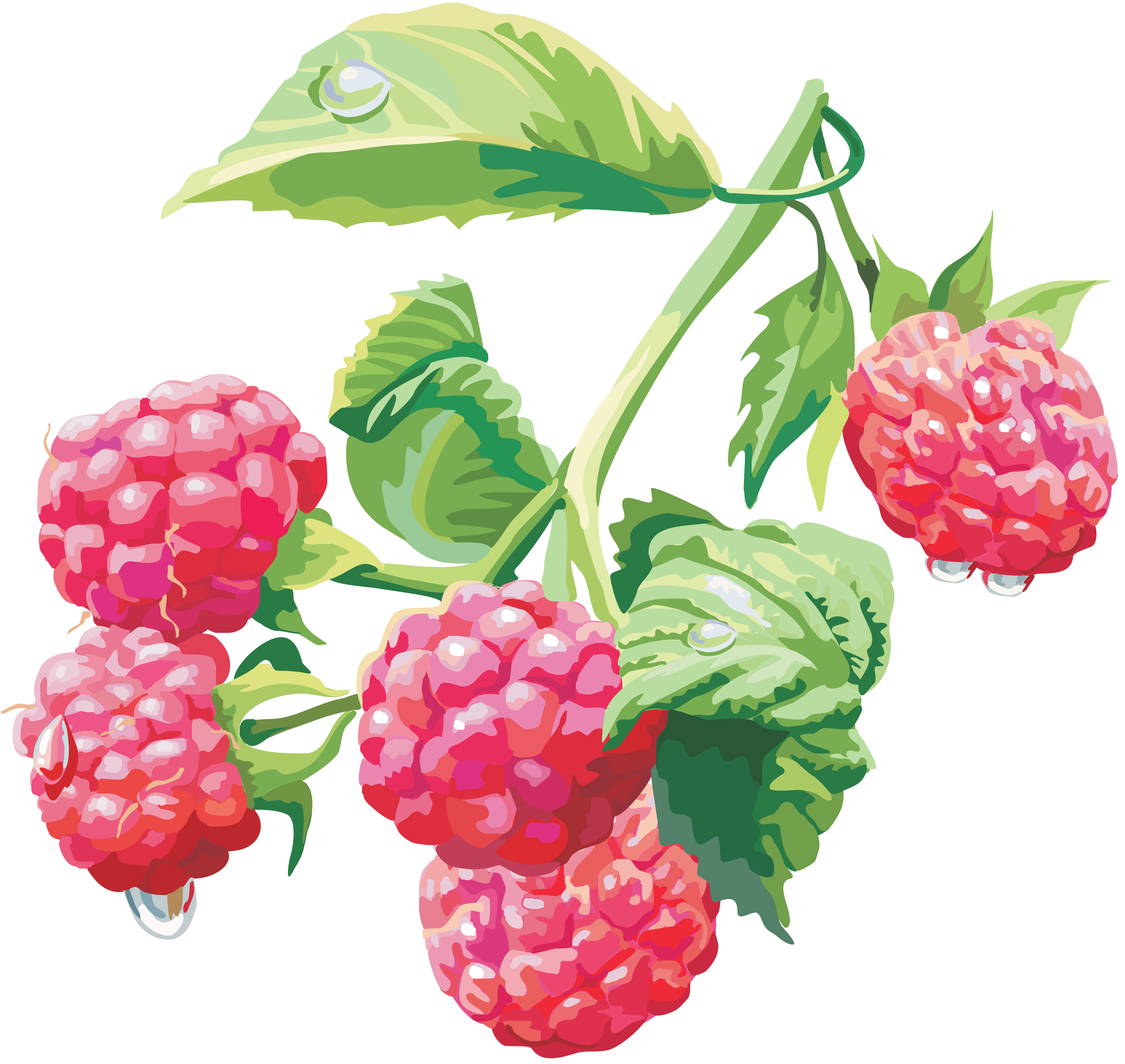 Girls Rraspberry Peach Red Loganberry PNG