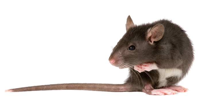 Animal Adorable Rat Cartoon Denounce PNG