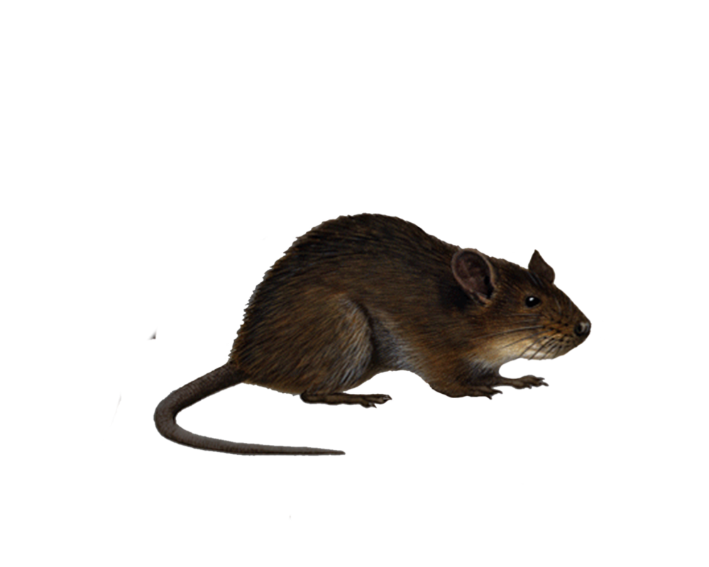 Betrayer Denounce Rat Bug Bum PNG