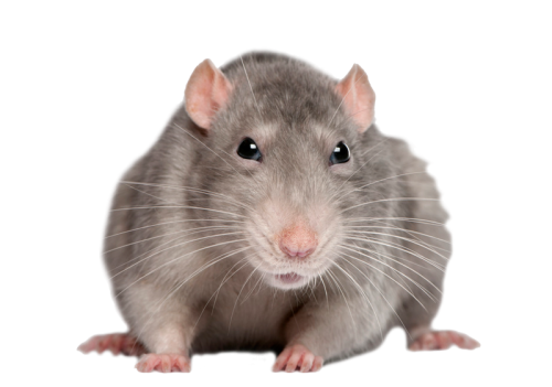 Weasel Rat Mouse Informer Kitty PNG