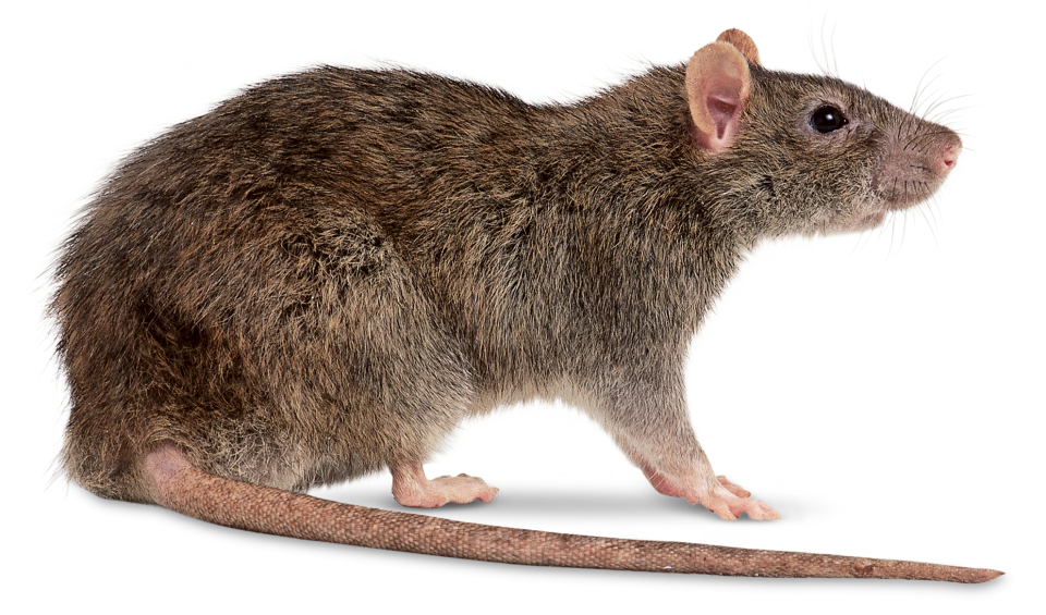 Rat Blackleg Informer Lowlife Flora PNG