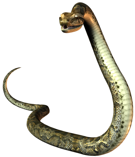 States Mustela Elapidae Reptile Snake PNG