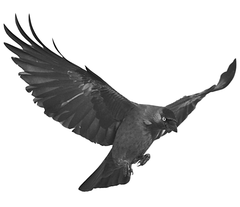 Animals Junco Raven Mockingbird Swallowtail PNG