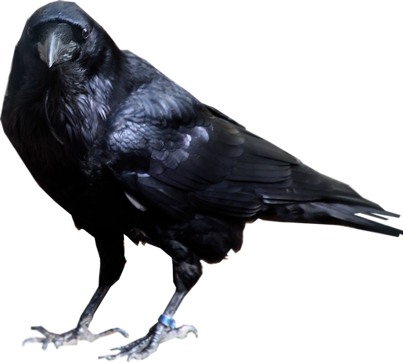 Chickadee Gull Bird Animals Raven PNG