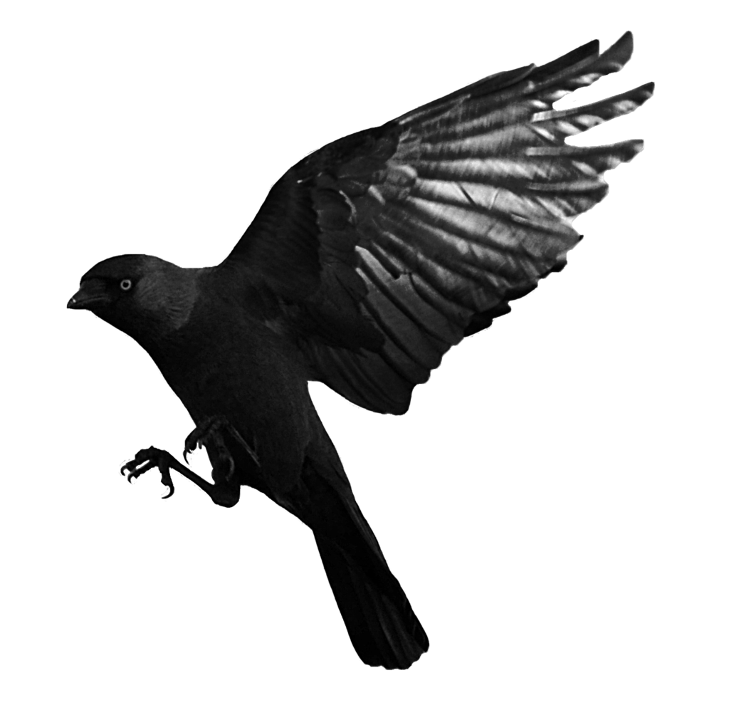 Crow Swan Junco Wren Vireo PNG