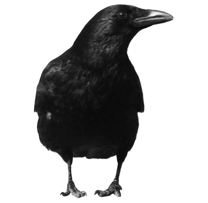 Animals Quality Gull Creature Grackle PNG