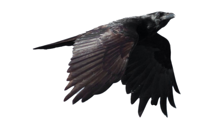 Animals Goshawk Merganser Creature Falcon PNG