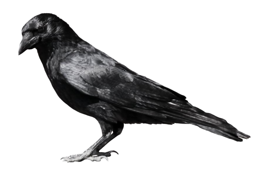 Wren Raven Grackle Curlew Titmouse PNG