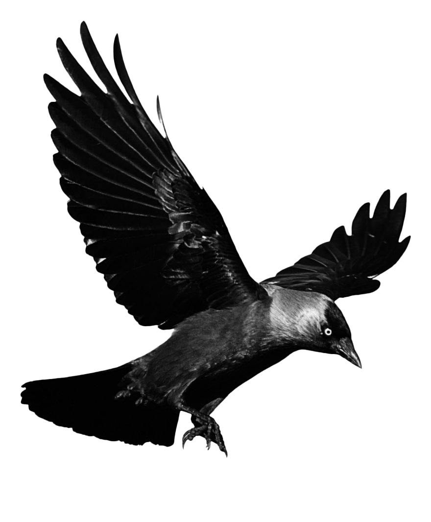 Crow Animals Fauns Raven Blackbird PNG