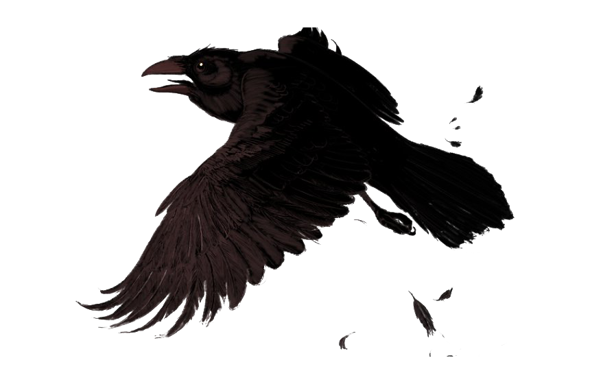 Gyrfalcon Drake Bird Shrike Raven PNG