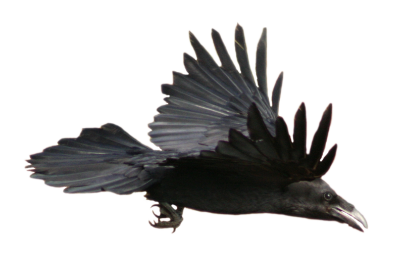 Pig Furry Raven PNG