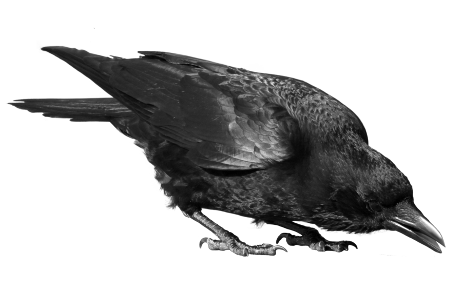 Flakes Raven Heron Bird Dogs PNG