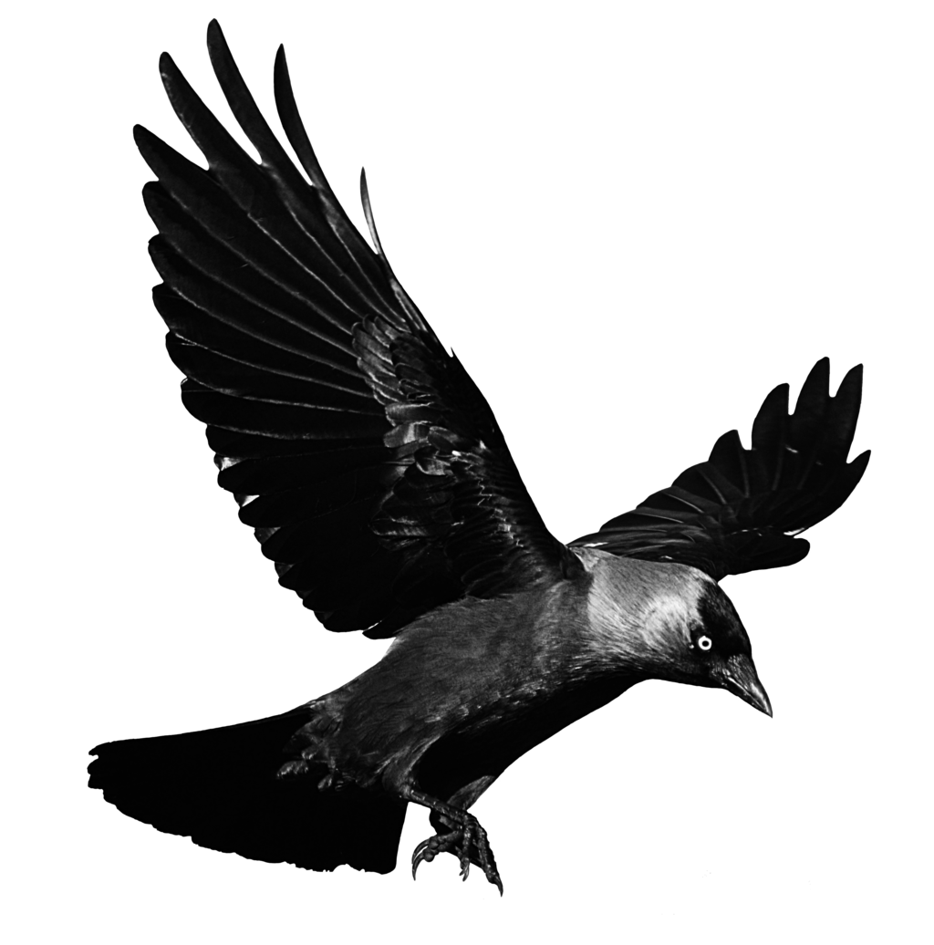Raven Background Phoebe Zoo Flying PNG