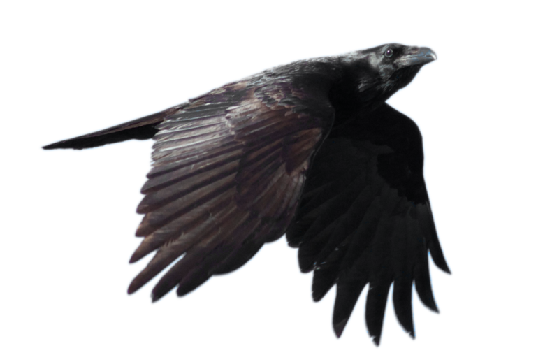 Ebony Flying Gulp Falcon Phoebe PNG