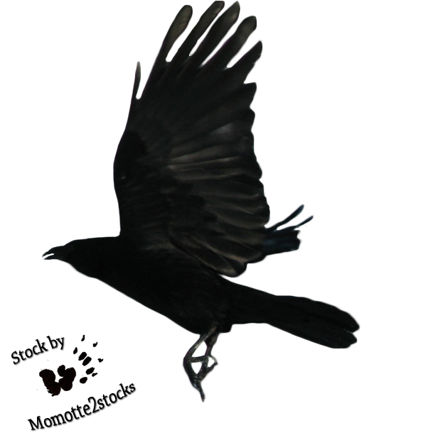 Falcon Flora Raven Flying Lizard PNG