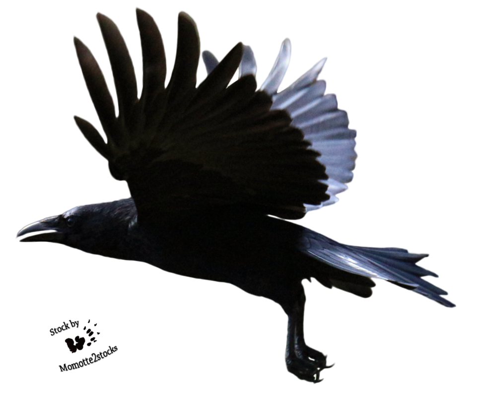 Raven Eagle Awesome Chickadee Reptile PNG