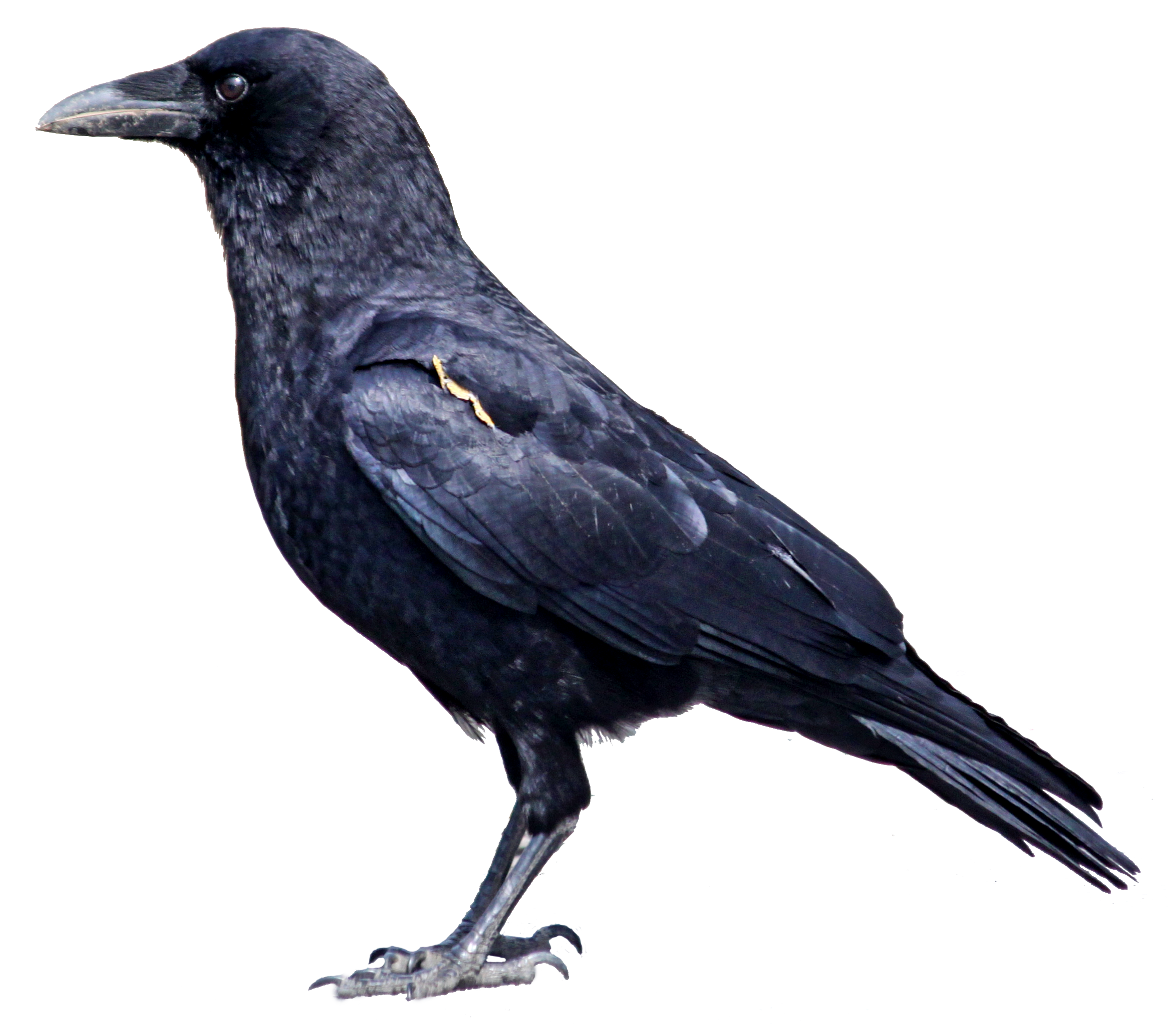 Hart Animal Love Raven Gulp PNG