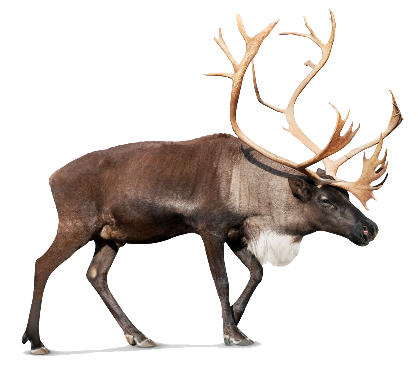 Merry Reindeer Caribou Quotes PNG