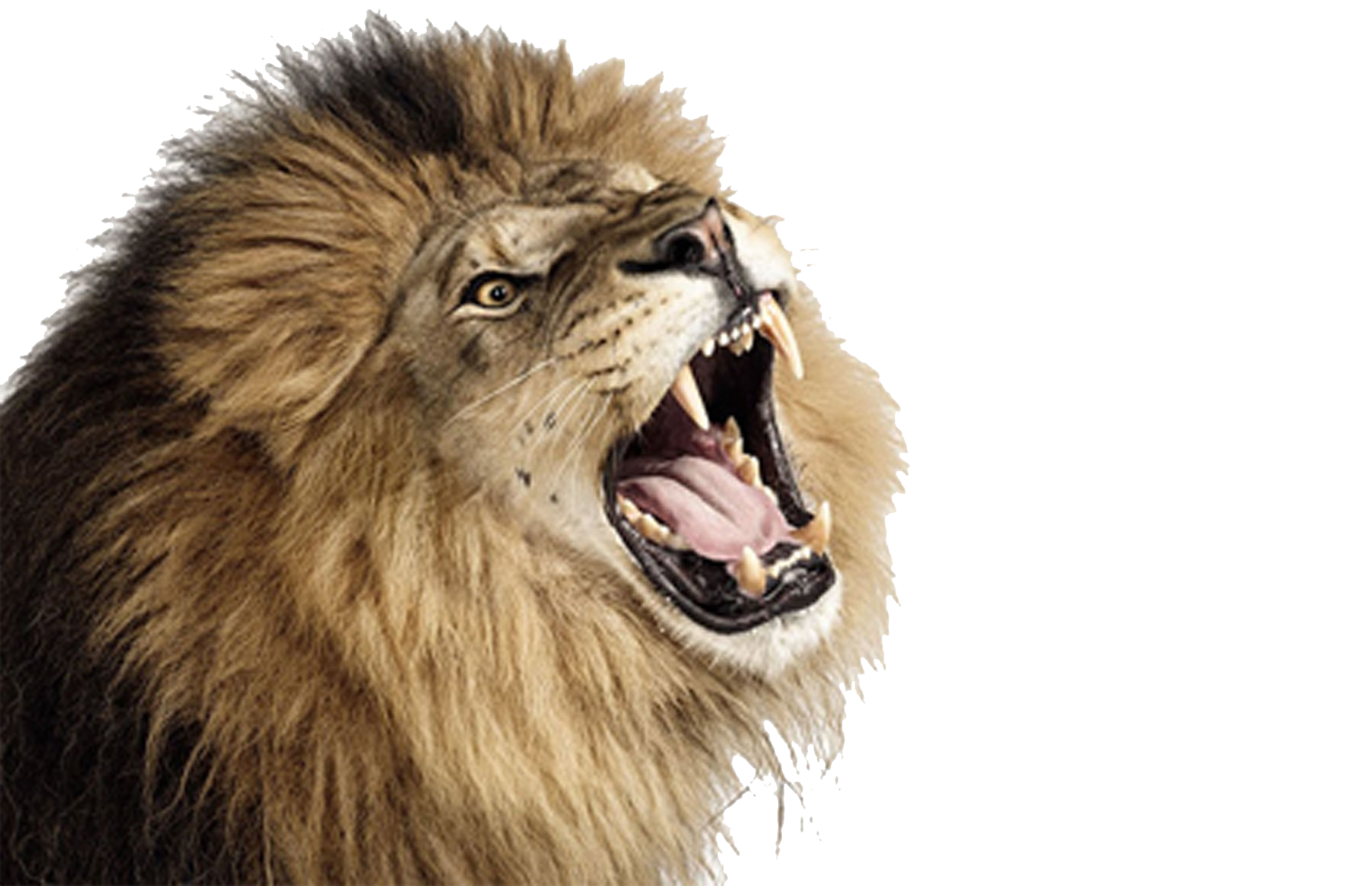 Wild Scream Din Lioness Nature PNG