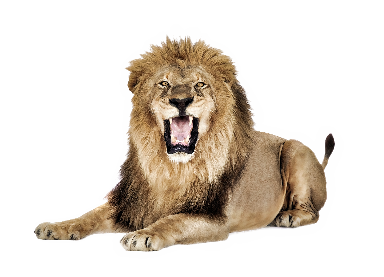 Snakes Lioness Bellowing Screams Growl PNG