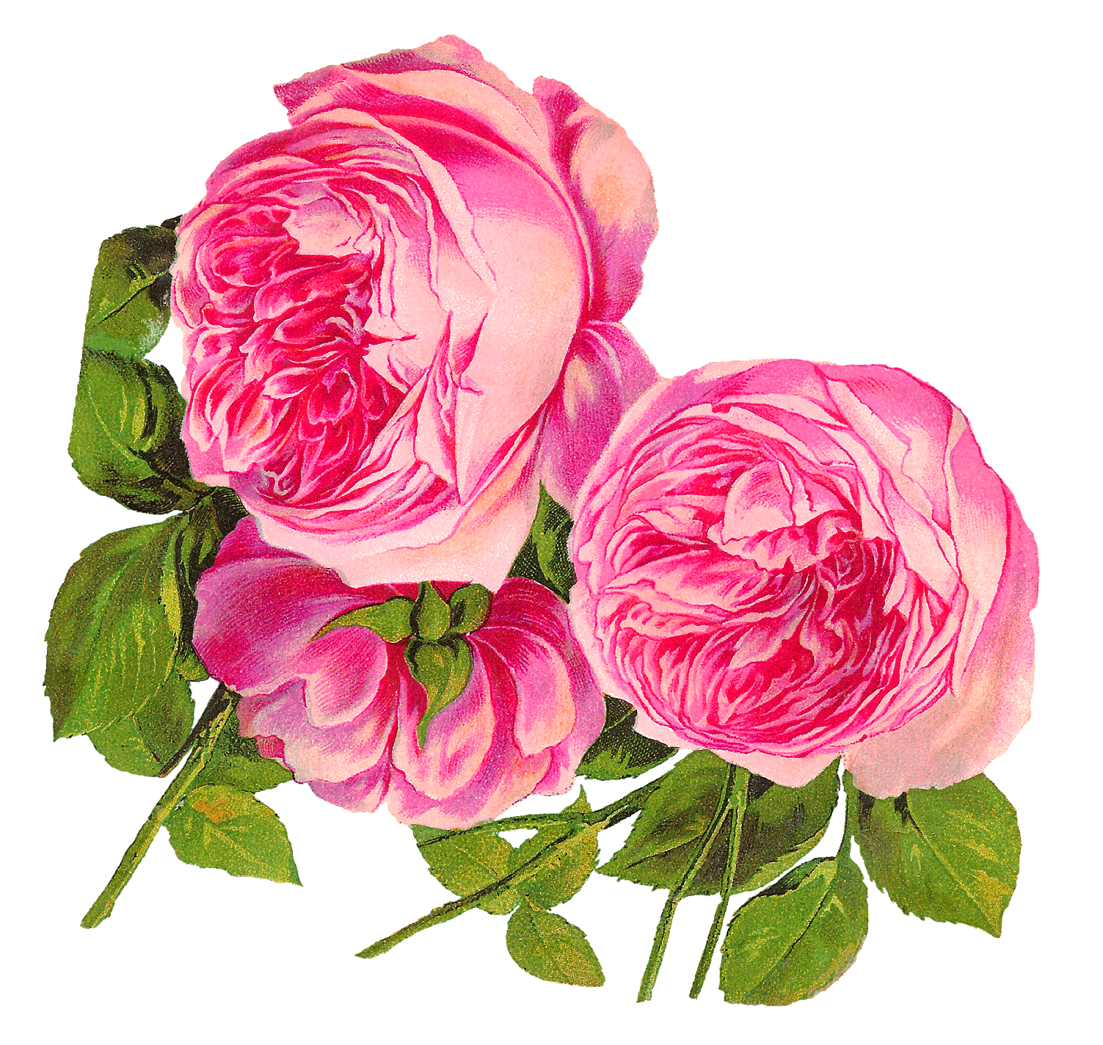 Rose Roseate Pink Blossom Jump PNG
