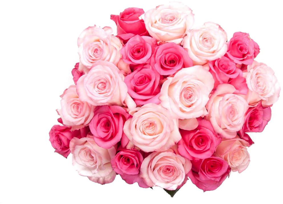 Rose Nature Increase Stock Chromatic PNG
