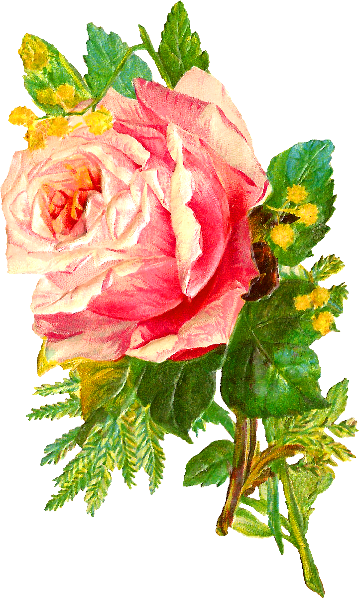 Pink Hike Rose Bunch Flowers PNG
