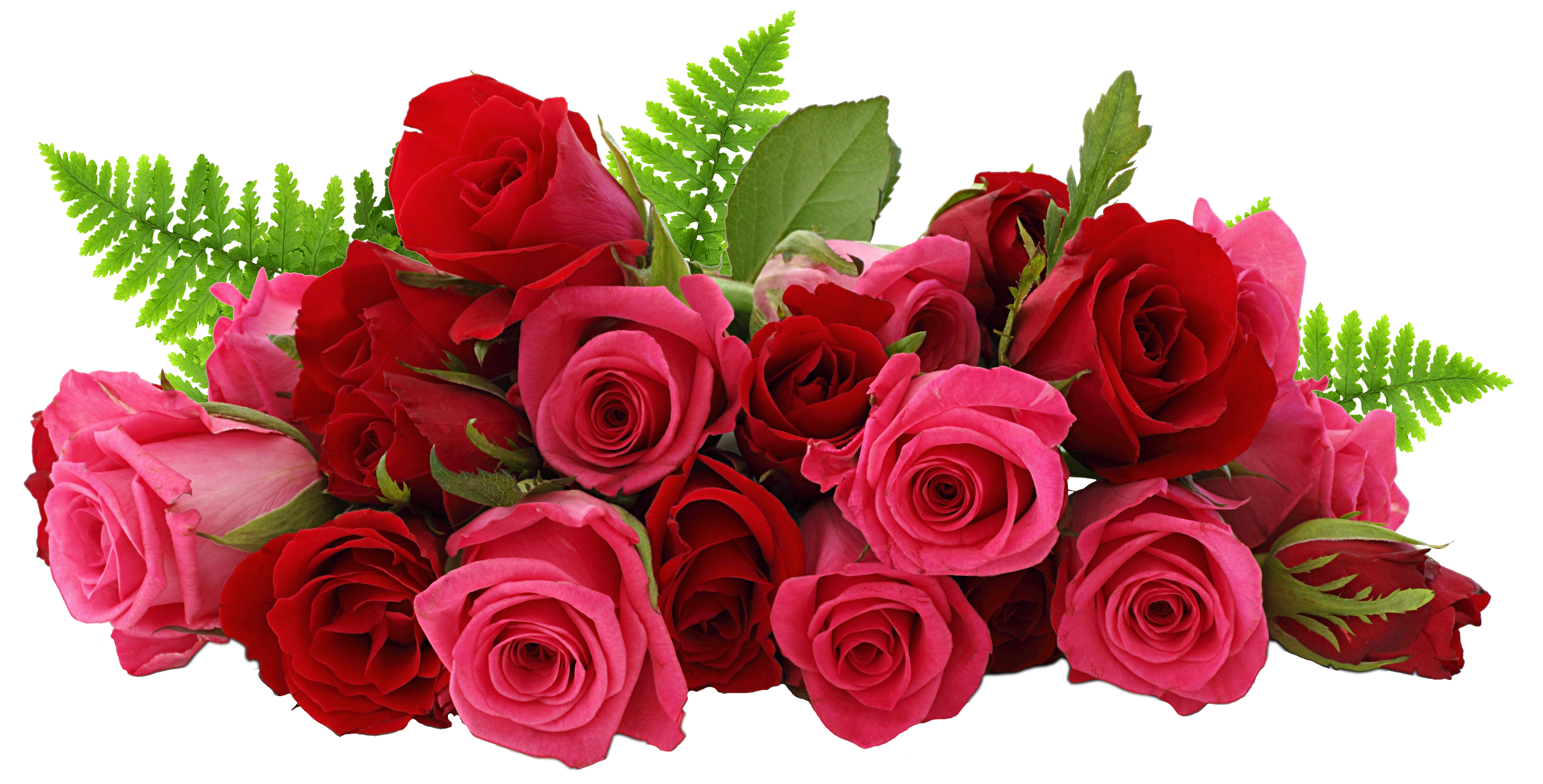 Increase Scarlet Bunch Roseate Nature PNG