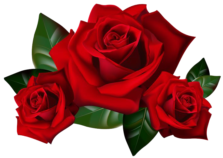 Rose Roseate Colored Soaring PNG